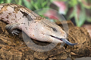 Blue tongued skink side-on