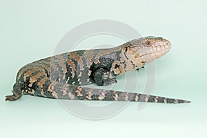A Blue tongued skink is starting its daily activities.