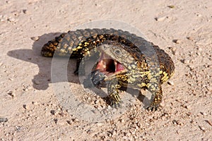 Blue-tongued skink, Tiliqua rugosa, Ausatralia