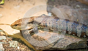 Blue-tongued Skink (Tiliqua scincoides)