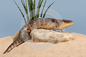 Blue Tongued Skink, Tiliqua scincoides chimaerea