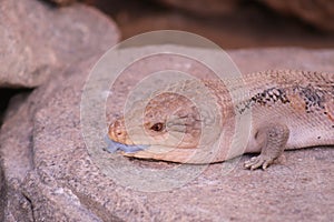 Blue-tongued Skink Tiliqua scincoides at the NC Zoo