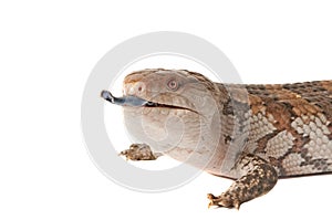 Blue Tongued Skink with tongue out