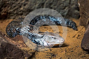 Blue-tongued skinks are resting.