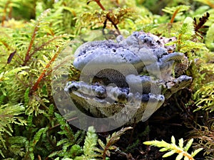 Blue Tooth Fungus - Hydnellum caeruleum