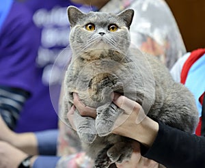 Blue Tortie British Shorthair