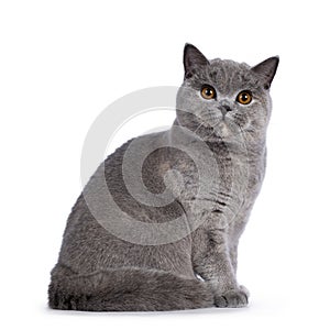 Blue tortie British Shorthair cat on white