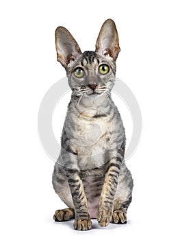 Cornish rex kitten on white background photo