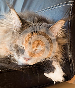 Blue Tortie Tabby with White Maine Coon Cat Sleeping on Chair