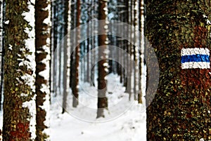 Blue track in the winter forest