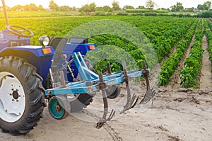 Blue tractor with a cultivator plow on the background of the green field of Bulgarian pepper plantation. Farming and agriculture.