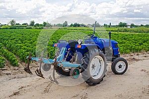 Blue tractor with a cultivator plow and the green field of the Bulgarian pepper plantation on the background. Farming, agriculture