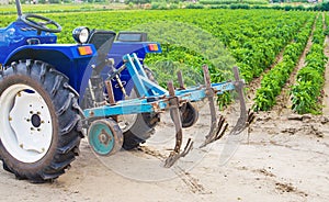 Blue tractor with a cultivator plow in a paprika pepper plantation. Farming, agriculture. Cultivation of an agricultural field.
