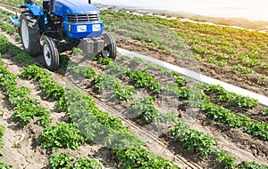 Blue tractor on a field of plantation of potato cultivars of variety type Riviera. Growing vegetables and use of small photo