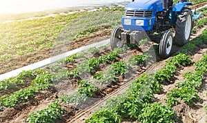 Blue tractor on a field of plantation of potato cultivars of variety type Riviera. Seasonal agricultural works. Growing vegetables