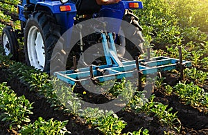 Blue tractor with a plow is cultivating a field of potatoes. Agroindustry equipment. Farm machinery. Crop care, soil quality