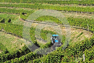 Blue tractor among the undulating rows of vineyards on the hill in Italy