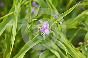 Blue Tradescantia flower