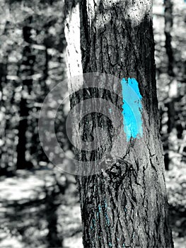 A blue trail indicator arrow sign in the woods