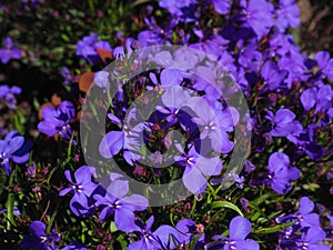 Blue Trailing Lobelia flowers close up shot