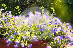 Blue Trailing Lobelia Sapphire flowers or Edging Lobelia in garden