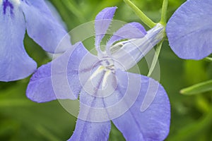 Blue Trailing Lobelia Sapphire flowers or Edging Lobelia, Garden Lobelia.