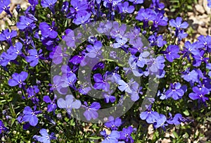 Blue Trailing Lobelia Sapphire flowers or Edging Lobelia, Garden Lobelia in St. Gallen, Switzerland photo. Its Latin name is Lobel