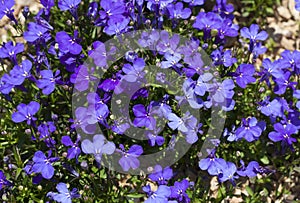 Blue Trailing Lobelia Sapphire flowers or Edging Lobelia, Garden Lobelia in St. Gallen, Switzerland photo. Its Latin name is Lobel photo