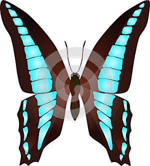 blue traingle butterfly (sarpedon)