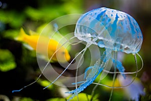 Blue and transparent jelly fish with yellow fish on the background