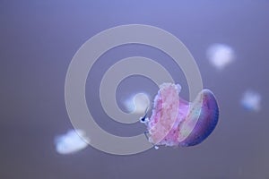 Blue transparent jellyfish