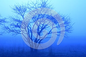 Blue Tree in Mist