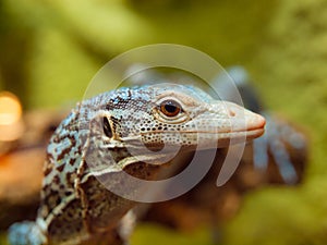 Blue Tree Monitor Lizard