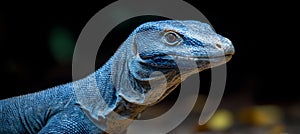 Blue Tree Monitor A Striking Reptile Portrait, Isolated with a Dark Blurred Background photo