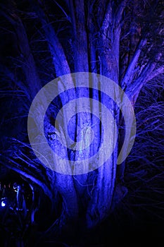 Blue tree of the night in Canberra