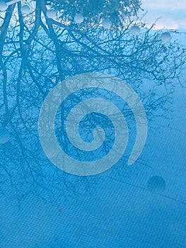 Blue tree reflexion photo