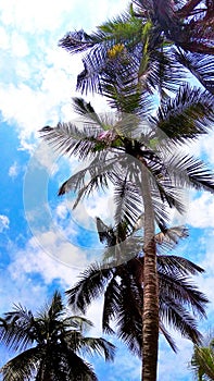 Blue trees coconut sky