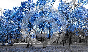 Blue trees in a surreal black and white forest landscape scene in Central Park, New York City
