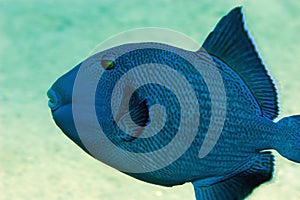 Blue triggerfish