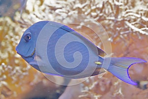 Blue Triggerfish