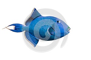 Blue triggerfish photo