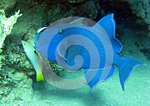 Blue triggerfish