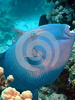 Blue triggerfish