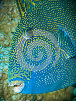 Blue triggerfish