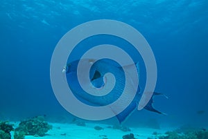 Blue triggerfish (pseudobalistes fuscus)