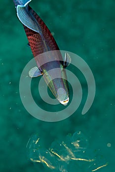 Blue triggerfish (pseudobalistes fuscus)