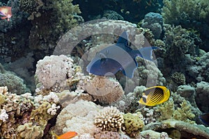 Blue triggerfish (pseudobalistes fuscus)