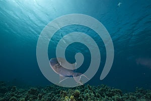 Blue triggerfish (pseudobalistes fuscus)