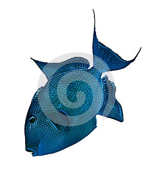 Blue triggerfish photo