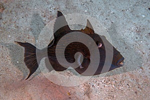 A Blue Triggerfish Pseudobalistes fuscus in the Red Sea